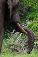 Tembe Elephant Park 6